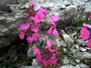 SENTIERO DEI FIORI CLAUDIO BRISSONI, percorso con giro ad anello, partendo dal Rif. Capanna 2000 il 1 agosto 2012  - FOTOGALLERY